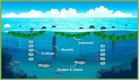 Unleashing The Power Of Alexa's Maas For Scalability: Discoveries And Insights